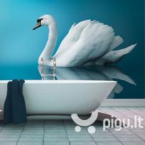 Fototapetas - swan - reflection