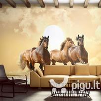 Fototapetas - Running horses