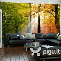 Fototapetas - Beautiful autumn