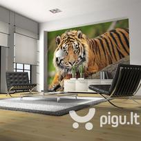 Fototapetas - Sumatran tiger