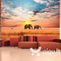 Fototapetas - African savanna elephants
