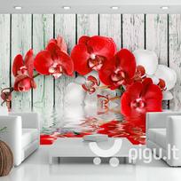 Fototapetas - Ruby orchid
