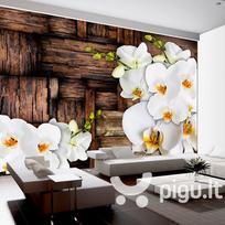 Fototapetas - Blooming orchids