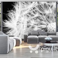 Fototapetas - Black and white dandelion