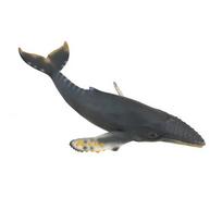 COLLECTA Kuprotasis banginis, (XL), 88347
